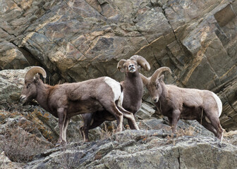 Colorado Rocky Mountain Bighorn Sheep