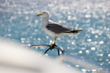 seagull on board as a faithful companion
