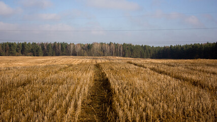 Suburbs of Grodno. Belarus. Autumn landscape: sunlit mowed field, forest in the distance and blue sky with gray clouds.