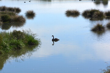 A Black Swan on the East Clive Wetlands in the Waitangi Regional Park. New Zealand