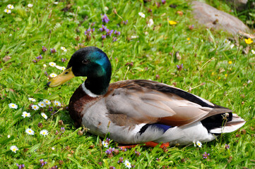 Einzelner Erpel liegt im grünen Gras