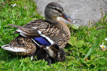 Entenmutter mit 2 kleinen Entchen auf grüner Wiese