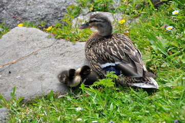 Entenmutter mit 2 kleinen Entchen auf grüner Wiese