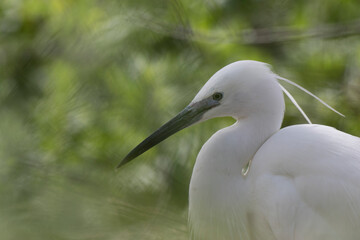 Little Egret Egretta garzetta in close view