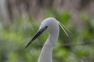 Little Egret Egretta garzetta in close view