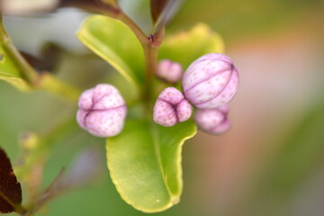 New lemon fruit buds burst into life