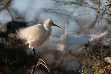 Little Egret Egretta garzetta in close view