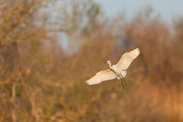 Little Egret Egretta garzetta in close view