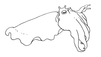 cuttlefish drawing. sketched sea animal cuttlefish with tentacles up side view, isolated black outline on white for a natural design template