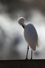 Little Egret Egretta garzetta in close view