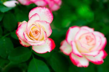 バラ（花菜ガーデン）