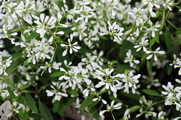 Closeup of tiny flowers on spurge mounds