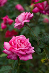 バラ（花菜ガーデン）