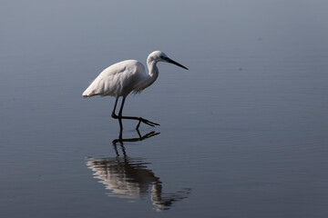 Little Egret Egretta garzetta in close view
