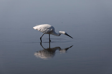 Little Egret Egretta garzetta in close view