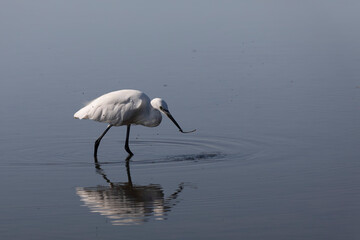 Little Egret Egretta garzetta in close view