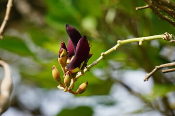 Erythrina fusca (Also purple coraltree, gallito, bois immortelle, bucayo) flower. Used as a traditional medicine for itching by boiling the leaves