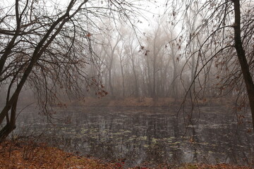 Fog on the river bank in the wild forest