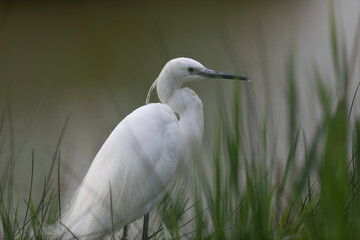 Little Egret Egretta garzetta in close view