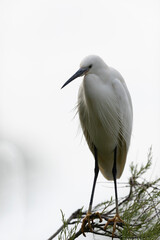 Little Egret Egretta garzetta in close view