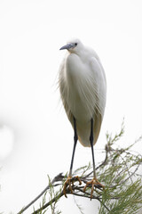 Little Egret Egretta garzetta in close view