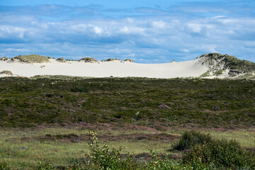 Panorama: Typische Vegetation und beeindruckende Sand Dünenlandschaf im nördlichen Naturschutzgebiet der Insel Sylt auf dem Weg zum Ellenbogen 