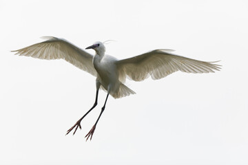 Little Egret Egretta garzetta in close view