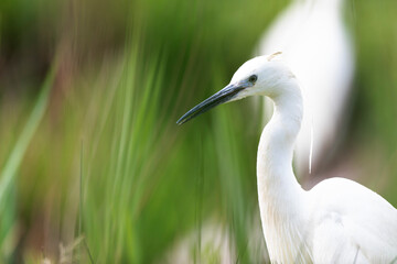 Little Egret Egretta garzetta in close view