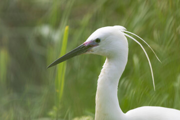 Little Egret Egretta garzetta in close view