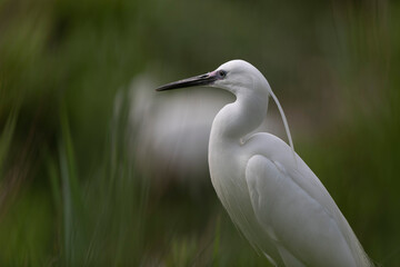 Little Egret Egretta garzetta in close view