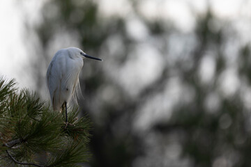Little Egret Egretta garzetta in close view