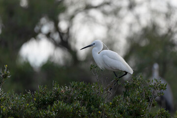 Little Egret Egretta garzetta in close view