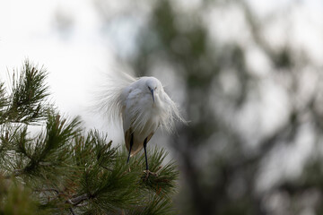 Little Egret Egretta garzetta in close view
