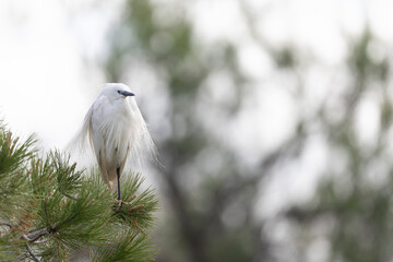 Little Egret Egretta garzetta in close view