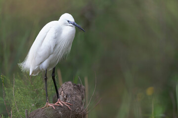Little Egret Egretta garzetta in close view