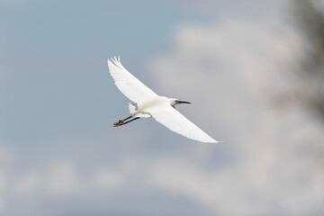 Little Egret Egretta garzetta in close view