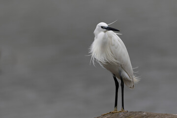 Little Egret Egretta garzetta in close view