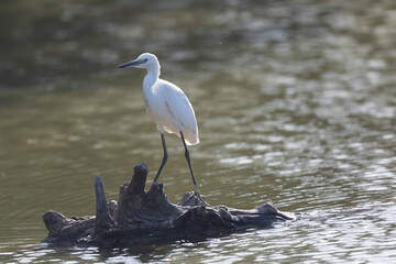 Little Egret Egretta garzetta in close view