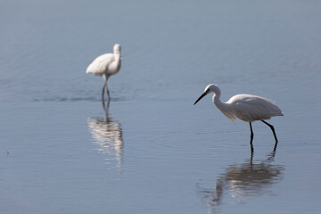 Little Egret Egretta garzetta in close view