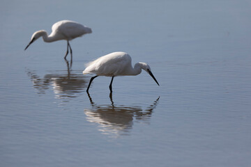 Little Egret Egretta garzetta in close view