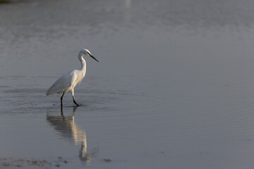 Little Egret Egretta garzetta in close view