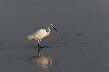Little Egret Egretta garzetta in close view