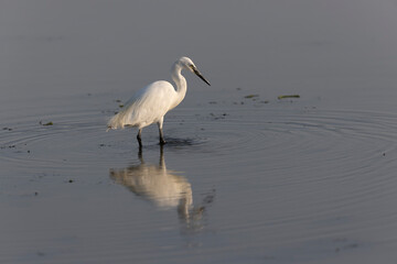 Little Egret Egretta garzetta in close view