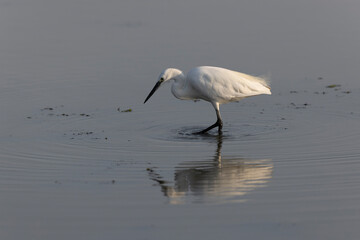 Little Egret Egretta garzetta in close view