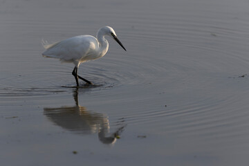 Little Egret Egretta garzetta in close view