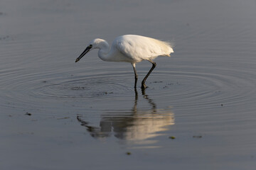 Little Egret Egretta garzetta in close view