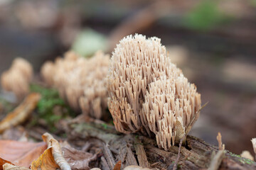 Coral fungus Ramaria in close view in forest