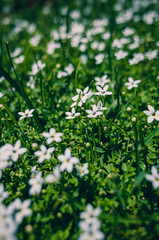 grass and flowers