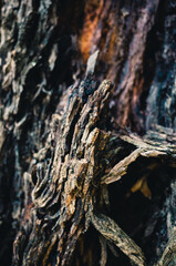 Bark on a tree