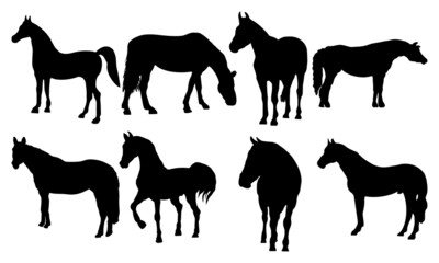 Floral Horse Silhouette SVG Horse Silhouette SVG Clipart